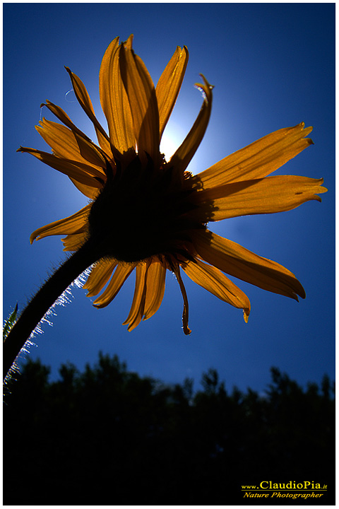 arnica montana, fiori di montagna, fiori della Liguria, alpi Liguri, appennino ligure, Val d'Aveto